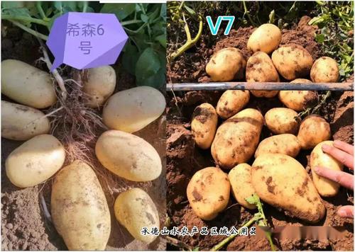 呷哺呷哺的土豆大多是围场广聚农产品销售培育种植的希森6号