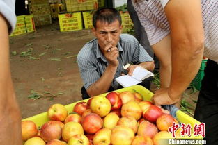 陕西周至油桃 被倒 引热议 专家称农产品种植需评估引导 民生资讯