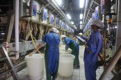 温氏奶牛的自动挤奶及灌装密封,保温的奶罐车运到工厂加工过程.